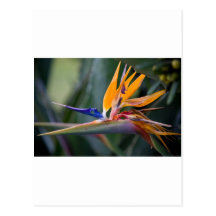 Bird of Paradise flower Postcards
