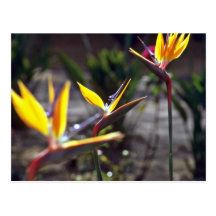 Bird Of Paradise flowers Post Cards