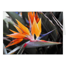 Bird of Paradise Greeting Card
