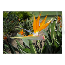 Bird of Paradise Greeting Card