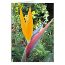 Bird Of Paradise Greeting Card