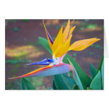 Bird of Paradise Greeting Card