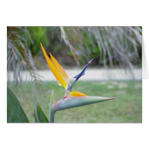 Bird of Paradise Greeting Cards