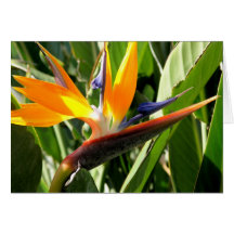 Bird of Paradise Greeting Cards