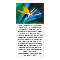 Bird Of Paradise (Hawaii)