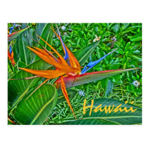 Bird of Paradise Hawaii postcard