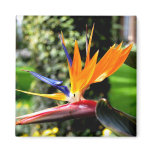 Bird of Paradise Fridge Magnets