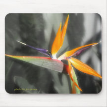 Bird of Paradise Mousepads