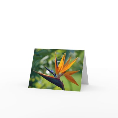 Bird Of Paradise Note Card by LaVellaK