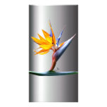 Bird of Paradise Photo Card