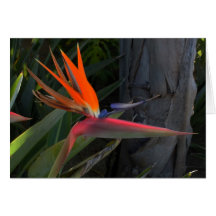 Bird of Paradise Photo Greeting Card