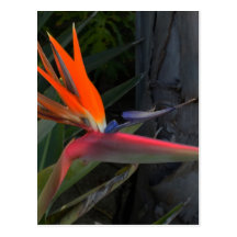Bird of Paradise Photo Post Card