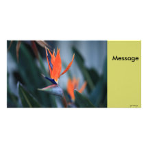 Bird of Paradise Picture Card