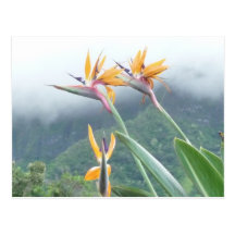 Bird of Paradise post card