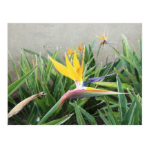 Bird of Paradise Post Card
