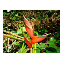 Bird Of Paradise Post Card