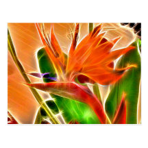 Bird of Paradise Post Cards