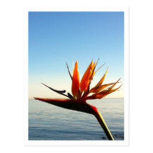 Bird of Paradise Postcard