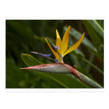 Bird of Paradise Postcard