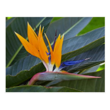 Bird of Paradise Postcard