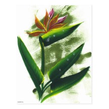 Bird of Paradise Postcard