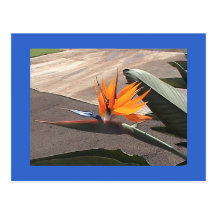 Bird of Paradise Postcard