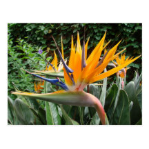 Bird of Paradise Postcard