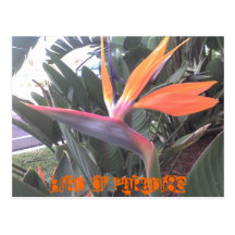 Bird Of Paradise Postcard