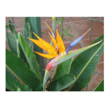 Bird of Paradise Postcard