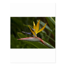 Bird Of Paradise Postcards