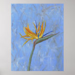 Bird of Paradise Poster