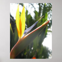 Bird of Paradise Print