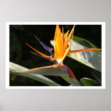 Bird of Paradise Posters