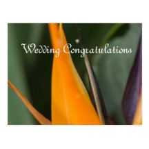 Bird of Paradise Wedding Congratulations Postcards