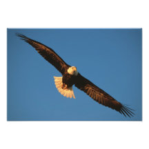 Bird of Prey, Bald Eagle in flight, Kachemak Art Photo