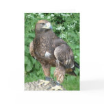 bird of prey greeting cards
