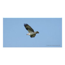 Bird of Prey San Blas Mexico Photo Cards
