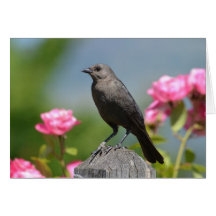 Bird on a Fence Greeting Cards
