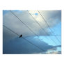 Bird on a wire photographic print