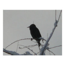 bird on cold day custom announcement