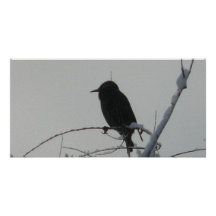 bird on cold day photo card