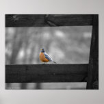 Bird on Fence posters