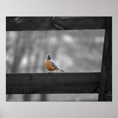 Bird on Fence Poster by JoeMay