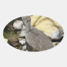 bird oval sticker