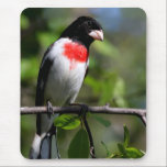 Bird Pad mousepads