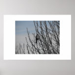 Bird Paradise Posters