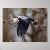 Bird Poster