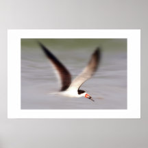 Bird Poster