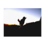 Bird Silhouette Post Cards