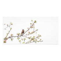 Bird Singing with Spring Flowers Customized Photo Card